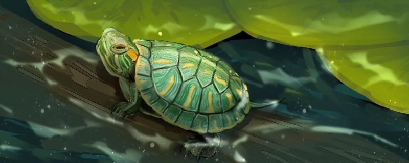 巴西龜是兩棲動物嗎喜歡什么生活環境