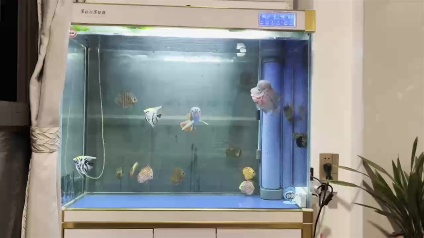 神仙 羅漢 紅龍混養