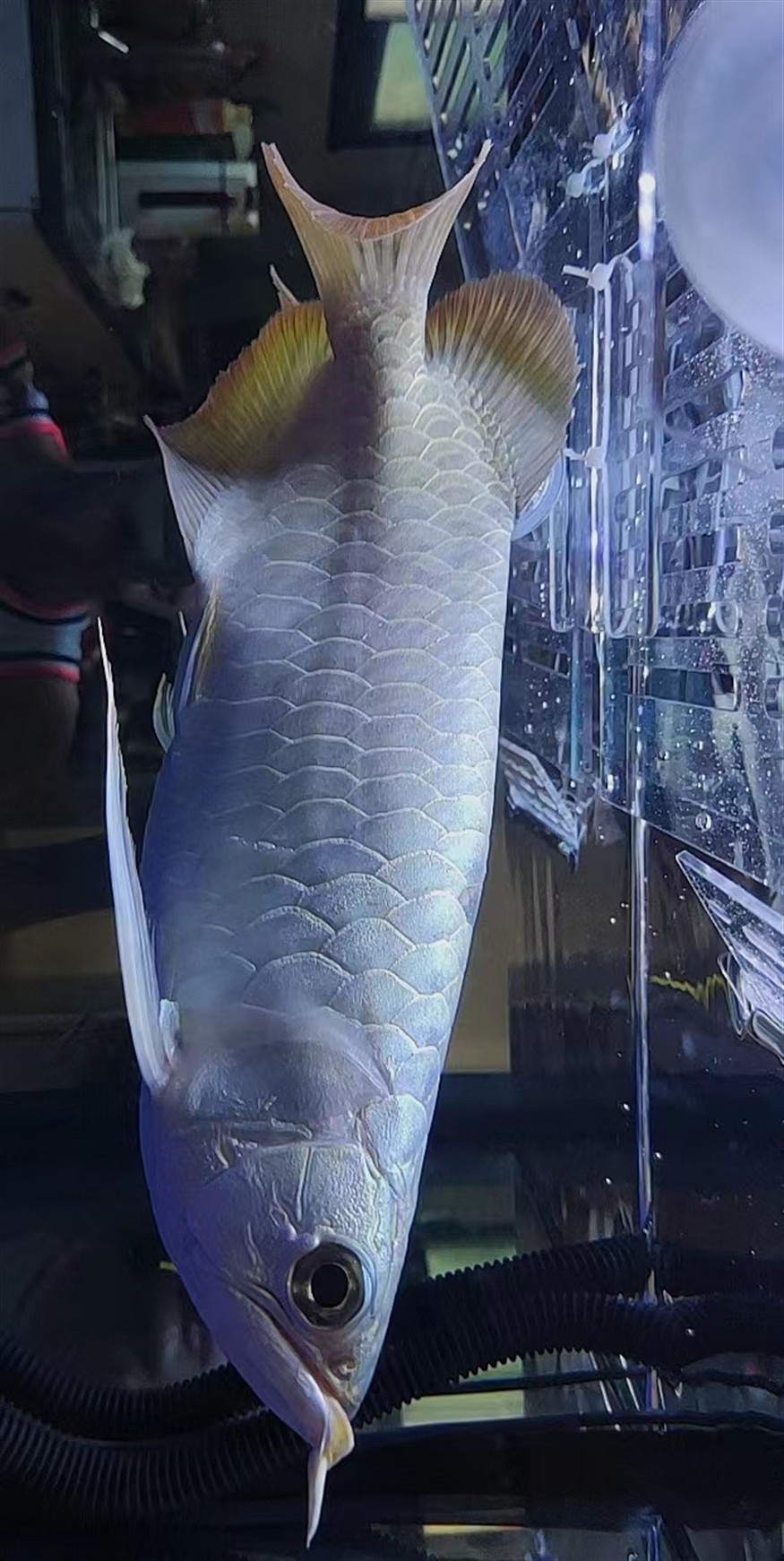 是龍魚還是號半
