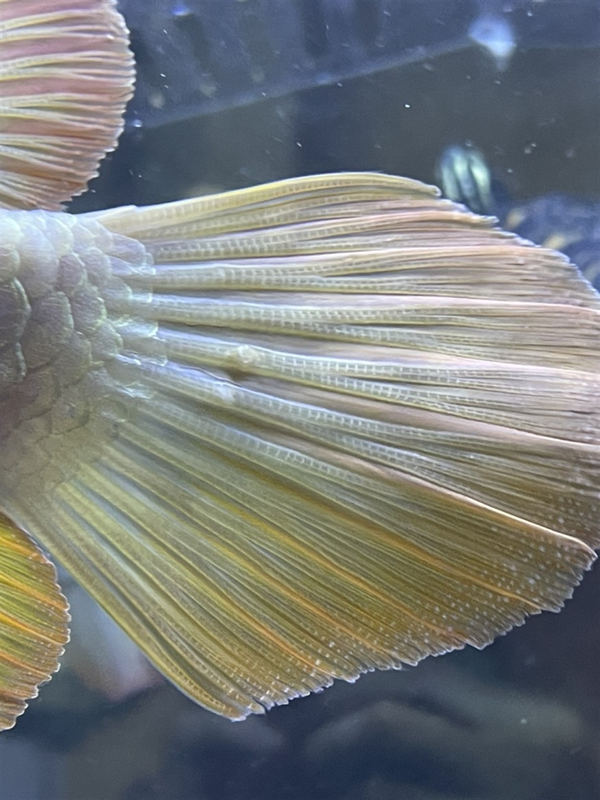 是龍魚還是號半