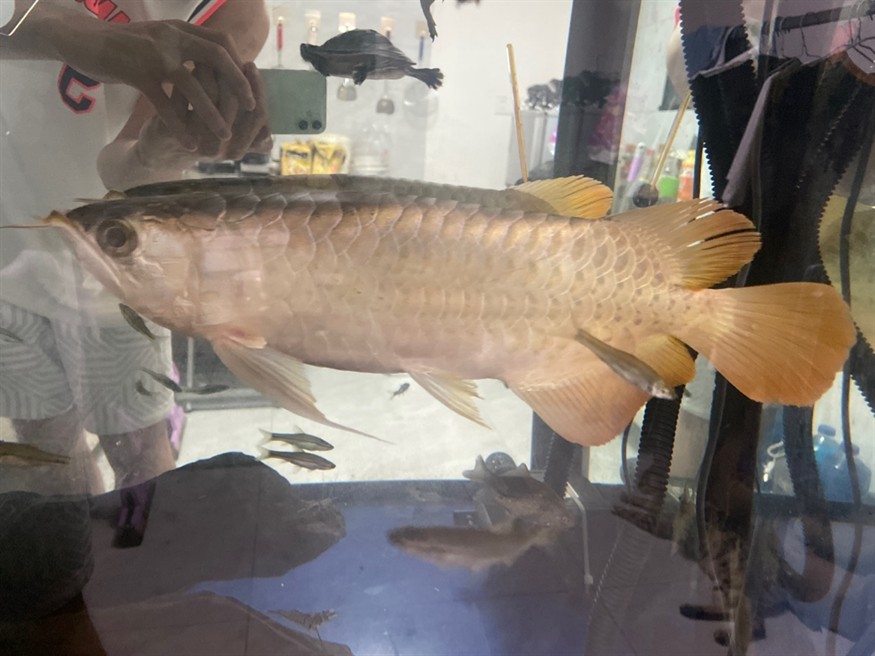 是龍魚還是號半