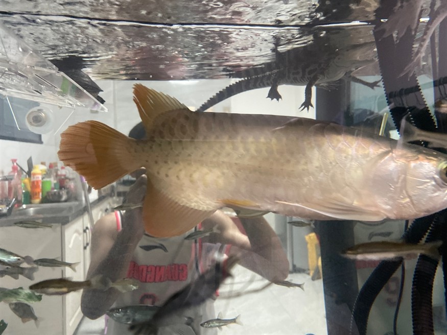 是龍魚還是號半