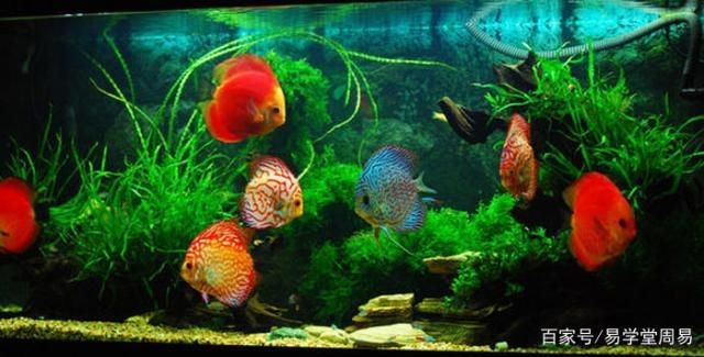 辦公室魚缸放在哪里最招財：辦公室魚缸擺放的風水