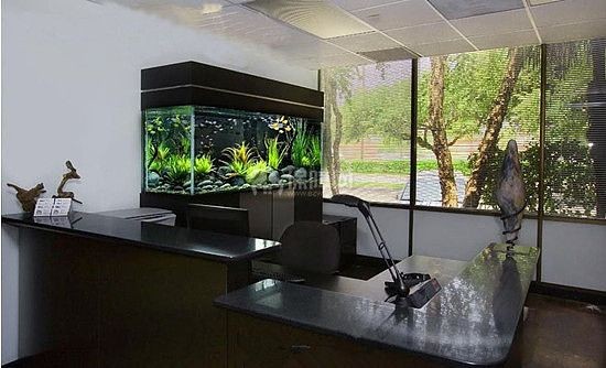 辦公室魚缸放在哪里最招財：辦公室魚缸擺放的風水