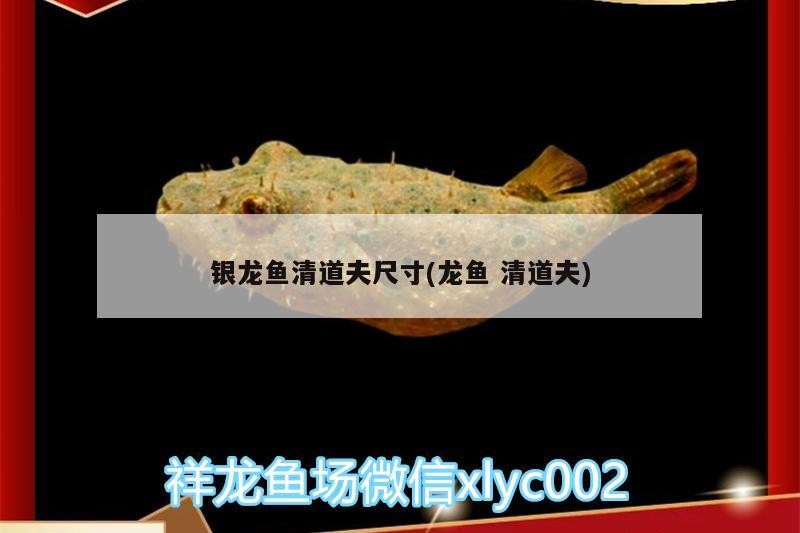 紅龍魚 銀龍魚清道夫尺寸(龍魚清道夫) 銀龍魚百科 銀龍魚清道夫尺寸(龍魚清道夫) 銀龍魚清道夫尺寸(龍魚清道夫) 銀龍魚百科