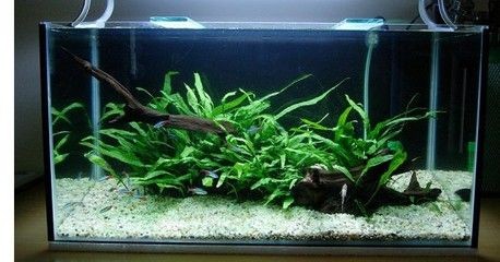 大魚(yú)缸養(yǎng)什么水草合適：大魚(yú)缸養(yǎng)水草時(shí)選擇易于養(yǎng)護(hù)且與魚(yú)類兼容的陰性水草
