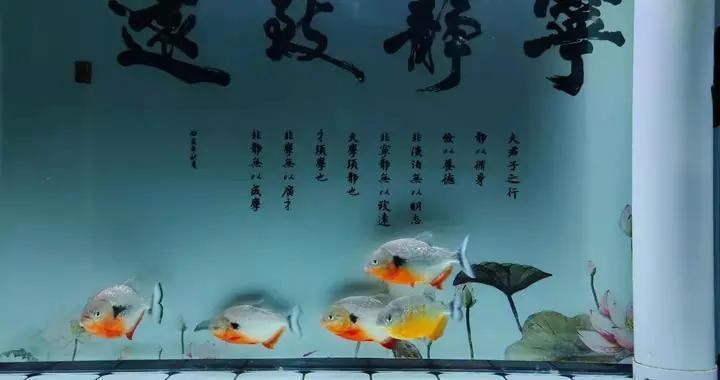 巴中市巴州區亮點生態水族館（巴中市巴州區亮點生態水族館電話）