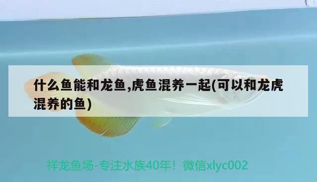 什么魚能和龍魚,虎魚混養一起(可以和龍虎混養的魚)