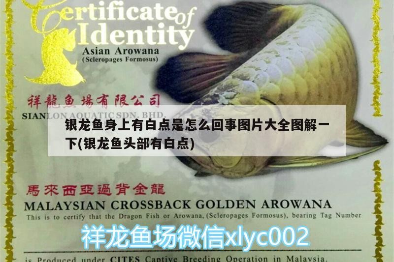 銀龍魚(yú)身上有白點(diǎn)是怎么回事圖片大全圖解一下(銀龍魚(yú)頭部有白點(diǎn)) 銀龍魚(yú)身上有白點(diǎn)是怎么回事圖片大全圖解一下(銀龍魚(yú)頭部有白點(diǎn)) 銀龍魚(yú)百科