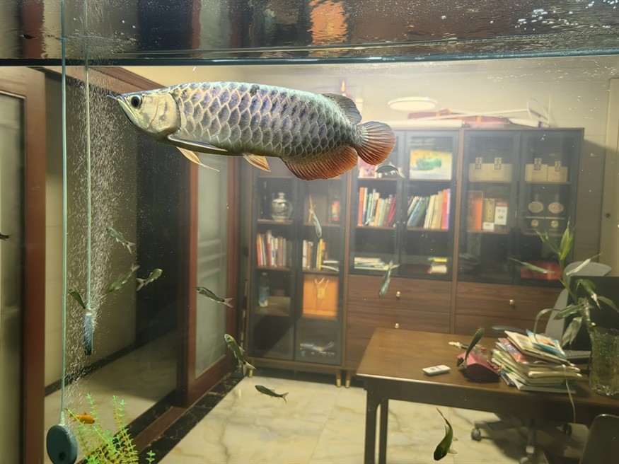 龍魚身上黑點怎么處理