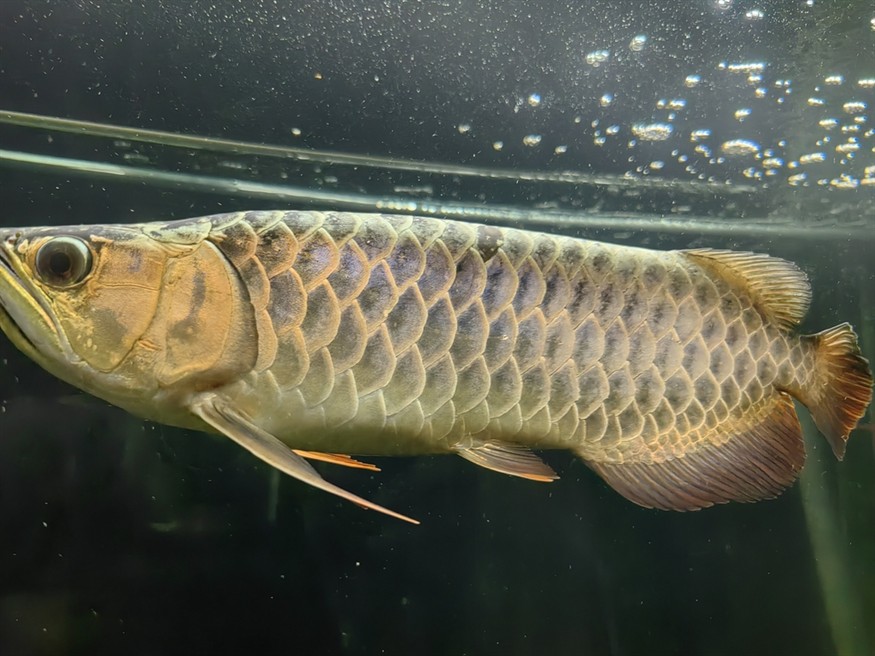 龍魚身上黑點怎么處理
