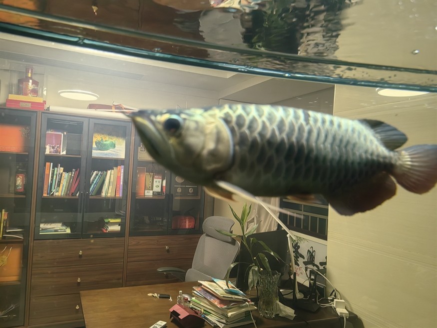 龍魚身上黑點怎么處理