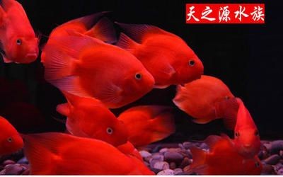 1.8米魚缸養多少條發財魚：1.8米魚缸養多少條發財魚1.8米魚缸養多少條發財魚