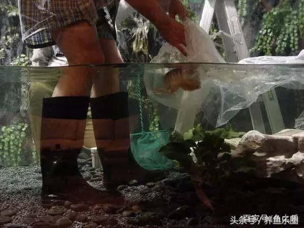 大魚缸養什么魚好看便宜又實惠：什么樣的魚適合大魚缸養殖