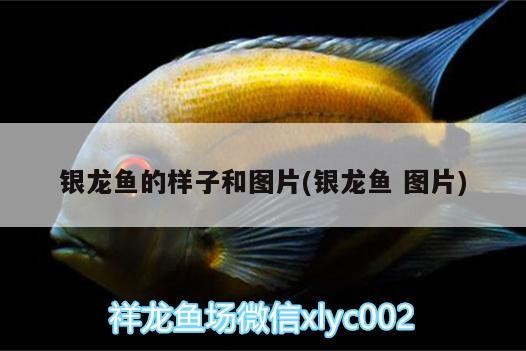 銀龍魚的樣子和圖片(銀龍魚圖片)