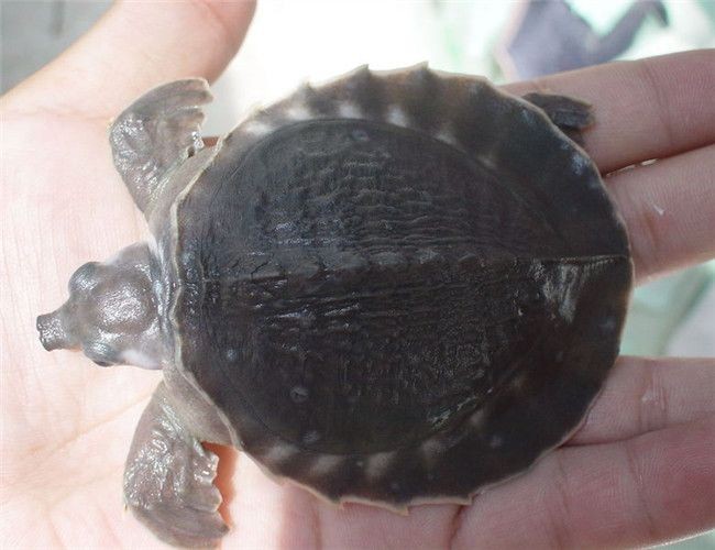 養一只豬鼻龜：養豬鼻龜的技巧