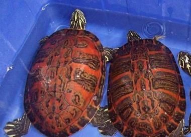 養一只豬鼻龜：養豬鼻龜的技巧