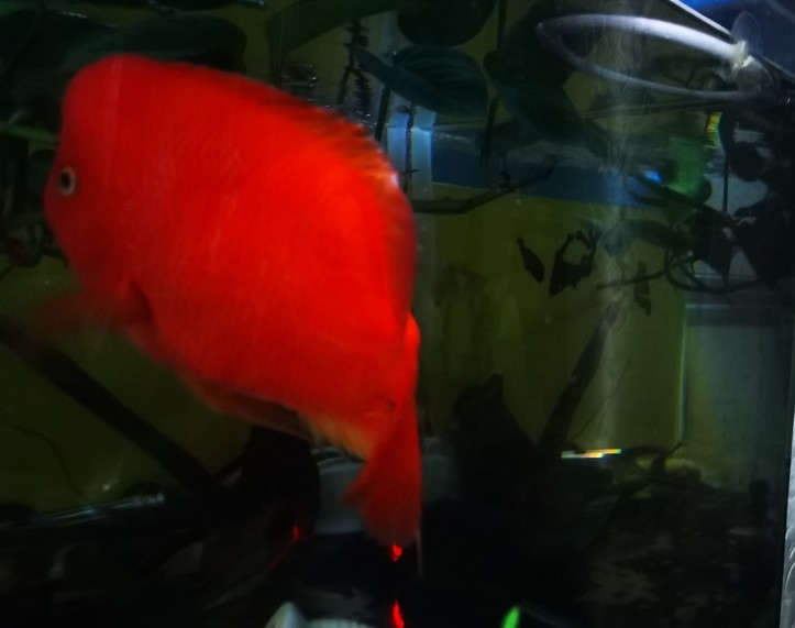 紅紅火火！ 紅紅火火！ 龍魚論壇 第2張