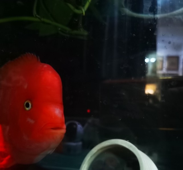 紅紅火火！ 紅紅火火！ 龍魚論壇 第1張