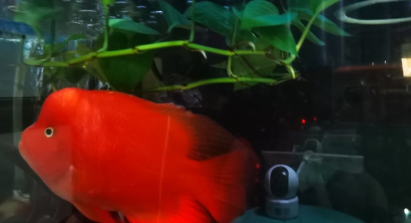 紅紅火火！ 紅紅火火！ 龍魚論壇 第3張