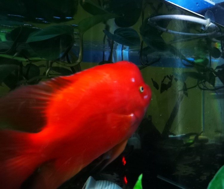 紅紅火火！ 紅紅火火！ 龍魚論壇 第4張