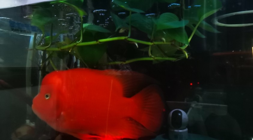 紅紅火火！ 紅紅火火！ 龍魚論壇 第5張