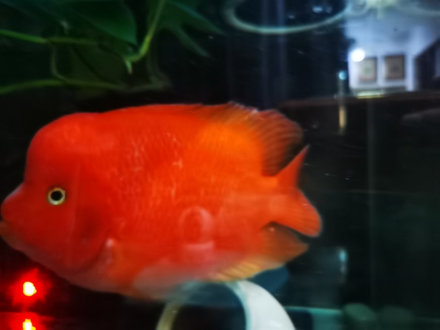 紅紅火火！ 紅紅火火！ 龍魚論壇 第6張