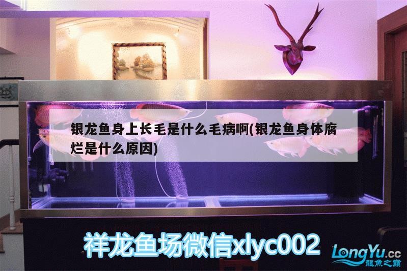 銀龍魚身上長毛是什么毛病啊(銀龍魚身體腐爛是什么原因)