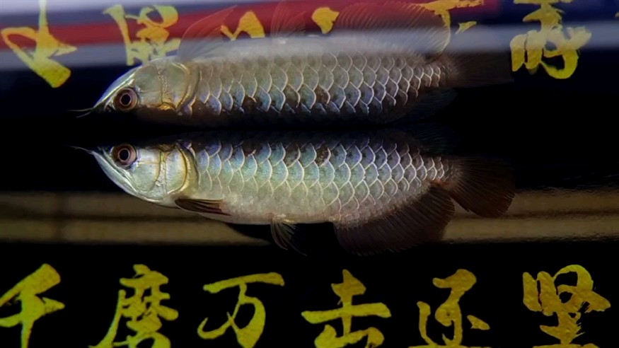 22公分左右