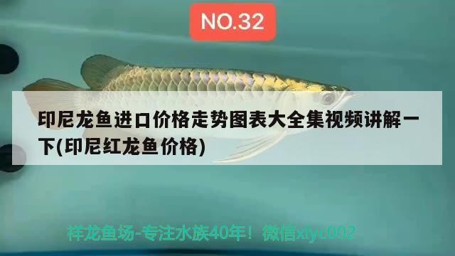 印尼龍魚進(jìn)口價格走勢圖表大全集視頻講解一下(印尼紅龍魚價格)