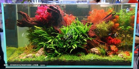 1.2米和1.5米魚缸：1.2米和1.5米的魚缸怎么選？