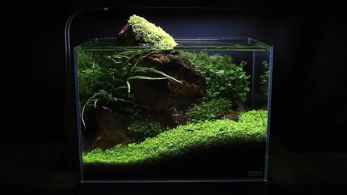 龍魚和虎魚晚上應該開燈還是關燈（龍魚和虎魚晚上應該開燈還是關燈呢）