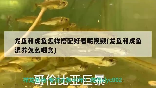龍魚和虎魚怎樣搭配好看呢視頻(龍魚和虎魚混養怎么喂食)