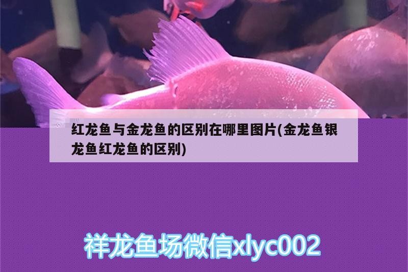 給我推薦一些紅龍魚(yú)視頻資源，紅龍魚(yú)的飼養(yǎng)技巧