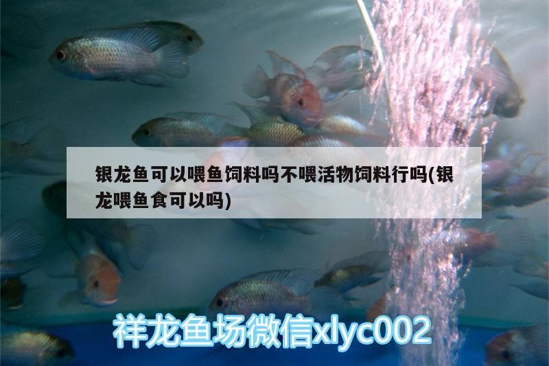 給我推薦一些紅龍魚(yú)視頻資源，紅龍魚(yú)的飼養(yǎng)技巧