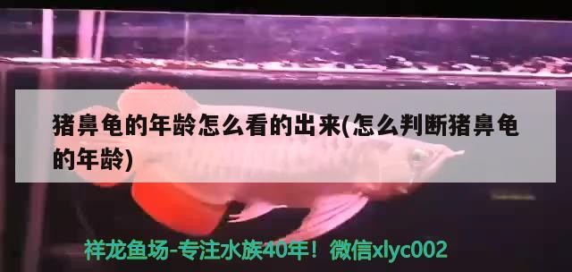 豬鼻龜?shù)哪挲g怎么看的出來(怎么判斷豬鼻龜?shù)哪挲g)