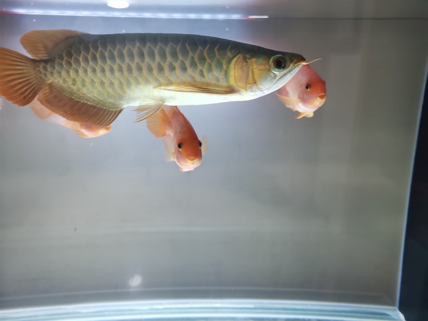 能發色嗎？