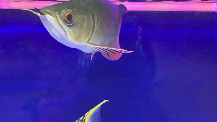 這魚怎么樣感覺養(yǎng)不大