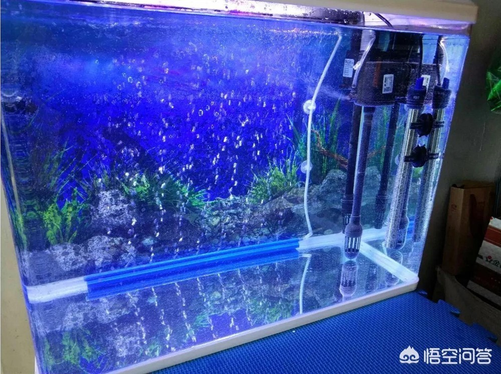 彬州市城關杜妍森森水族店（彬州市杜新科）