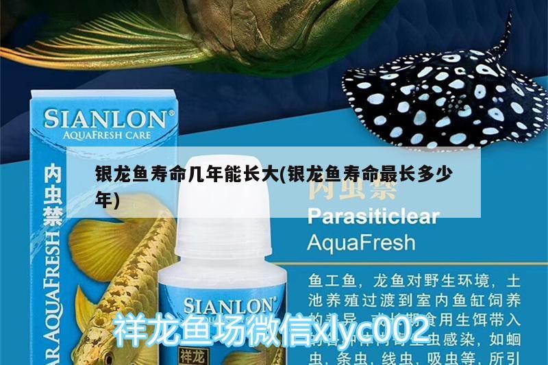 銀龍魚壽命幾年能長大(銀龍魚壽命最長多少年)