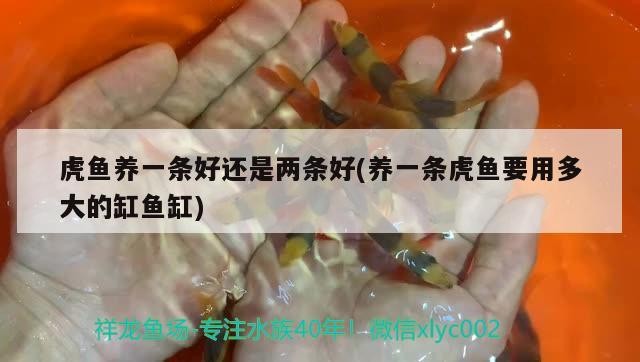 虎魚(yú)養(yǎng)一條好還是兩條好(養(yǎng)一條虎魚(yú)要用多大的缸魚(yú)缸) 虎魚(yú)養(yǎng)一條好還是兩條好(養(yǎng)一條虎魚(yú)要用多大的缸魚(yú)缸) 虎魚(yú)百科