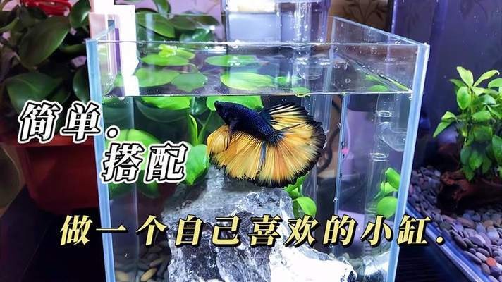 陽泉市城區(qū)創(chuàng)美水族店（陽泉市城區(qū)創(chuàng)美水族店地址）
