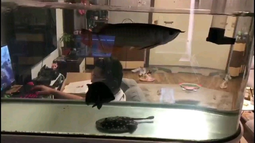 龍魚虎魚魟魚混養