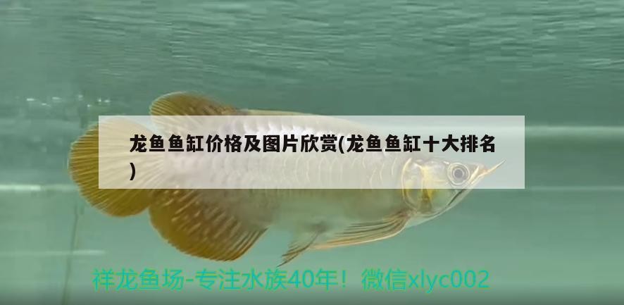 龍魚魚缸價格及圖片欣賞(龍魚魚缸十大排名)