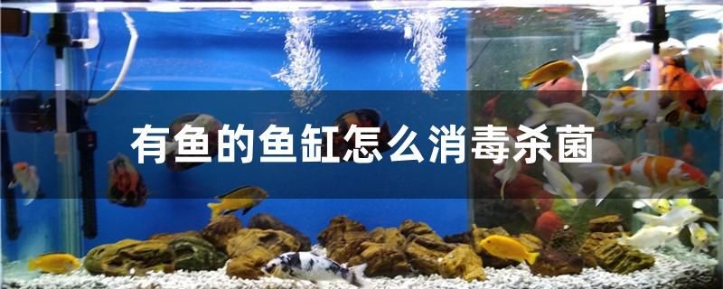有魚的魚缸怎么消毒殺菌
