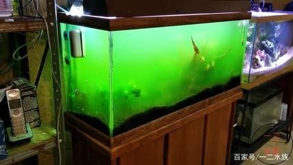 龍魚虎魚混養寓意什么（龍虎魚混養視頻）