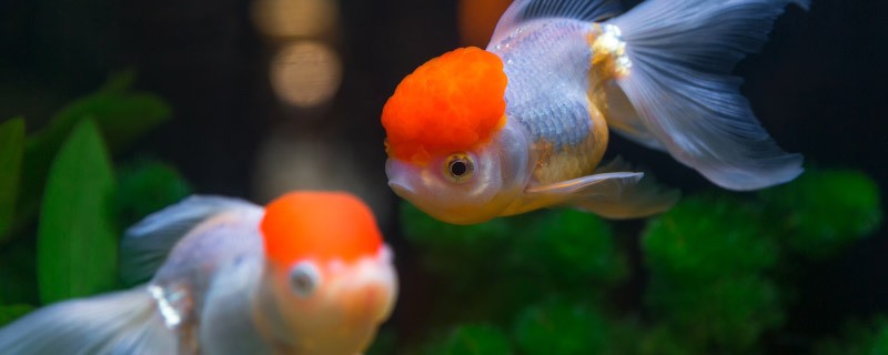 長沙市開福區江城水族館（長沙市開福區江城水族館地址）