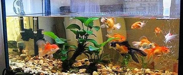 大魚缸可以養什么魚好：什么樣的魚適合養大型觀賞魚