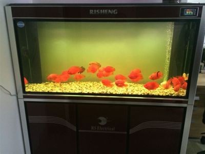 risheng魚缸是什么牌子：risheng品牌是什么？