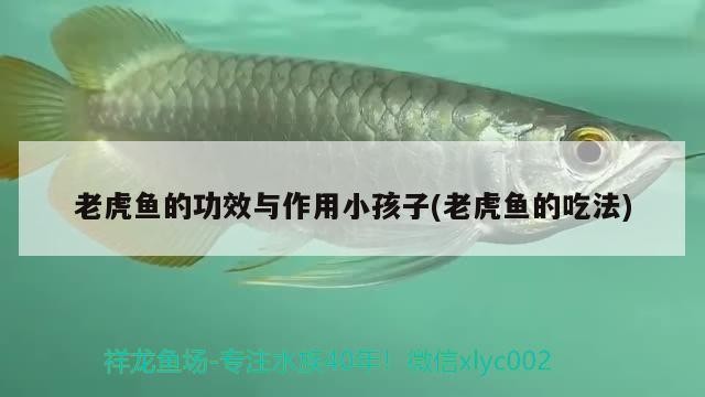 老虎魚的功效與作用小孩子(老虎魚的吃法)